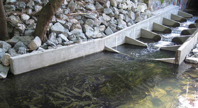 Lansdale Fish Ladder_WithFish3