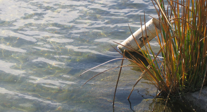 plants on the edge of body of water