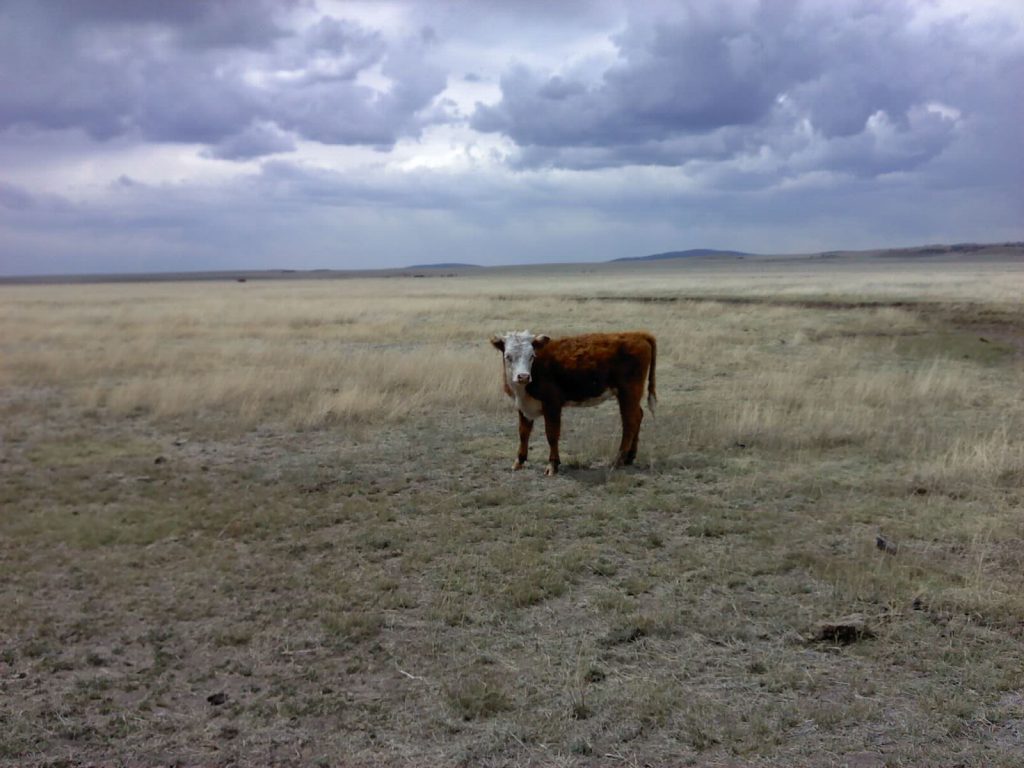 San Carlos Apache Cow